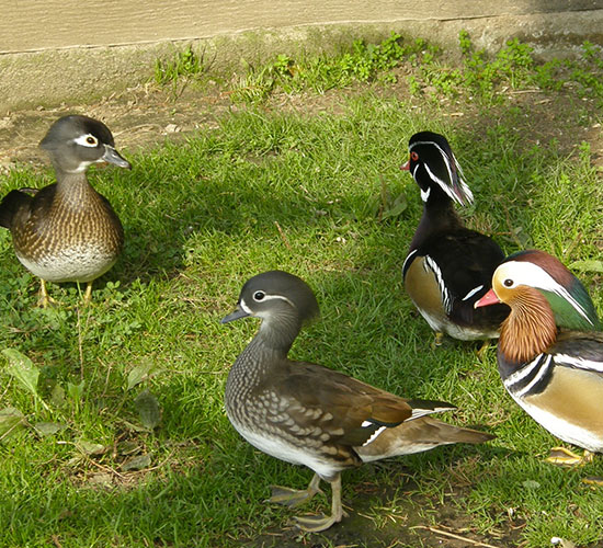 Kačeři
