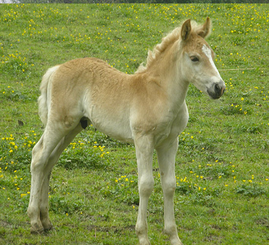 Koník 1